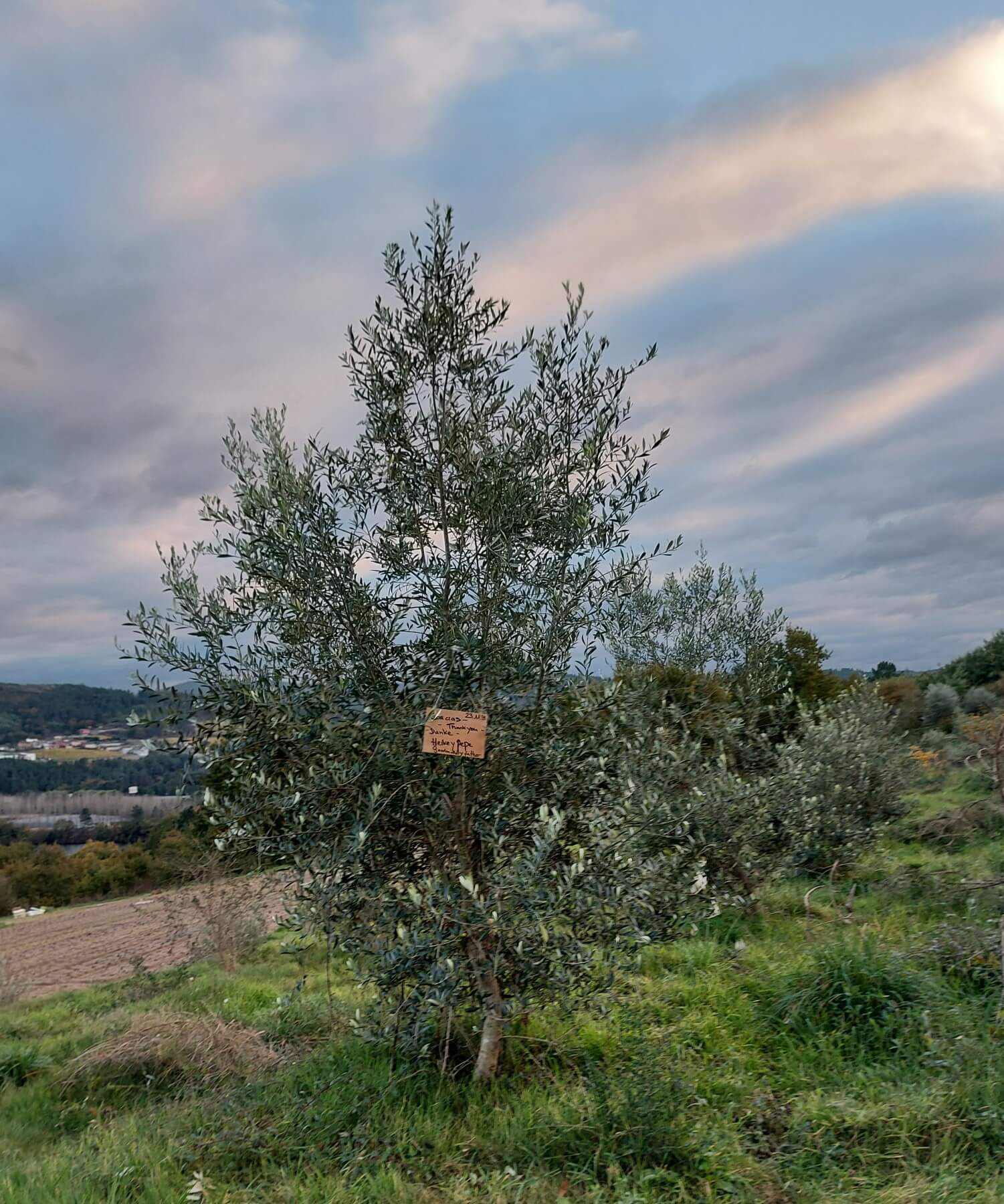 Olive_tree_startingpage